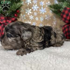 Snickers, Shih-Poo Puppy